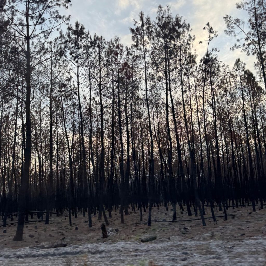 Aschegrauer Boden und schwarz verkohlte Baumstämme nach einem Waldbrand unter blauem Himmel als Symbol für Extremhitze und Klimawandel-Folgen
