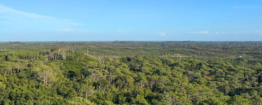"Weitwinkelaufnahme, die eine scharfe Trennlinie zwischen einem gesunden, grünen Wald im Vordergrund und einer kargen, verbrannten Waldfläche im Hintergrund unter strahlend blauem Himmel zeigt.